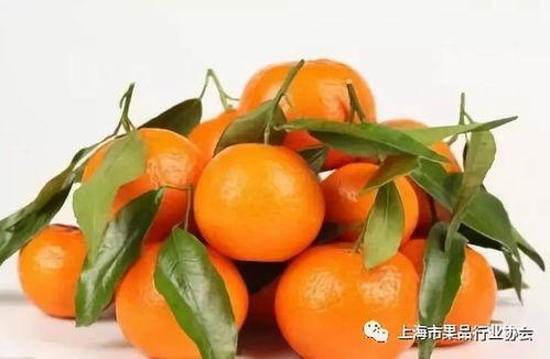 娱乐吃瓜橘子精,橘子精的吃瓜传奇  第3张